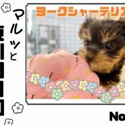 【 マルっと東川口日和No.19 】片手に収まるコンパクトサイズヨーキー!