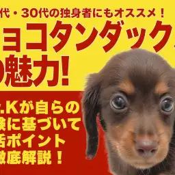 【 ミニチュアダックス 】20〜30代の独身者にオススメ！究極の相棒犬はこの子！