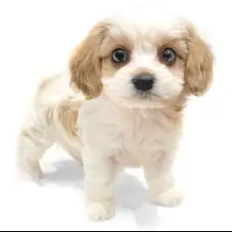 MIX（ビションフリーゼ×キャバリアキングチャールズスパニエル）