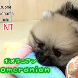 【 ポメラニアン 】マズル極短！毛量たっぷり！ショートボディのたぬきポメ