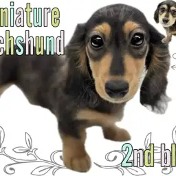 【 ミニチュアダックス 】シルバーダップルの男の子は超マイペースな癒しの性格！