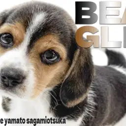 【 ビーグル 】世界中で愛される!好奇心旺盛で毎日が楽しみで溢れるパートナー犬!