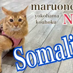 【 ソマリ 】愛情たっぷり育てた美麗猫ソマリの成長記録、飼いやすさもご紹介！