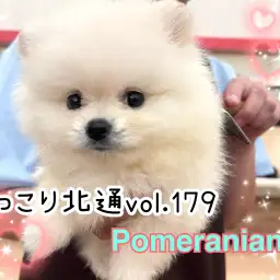 【 ほっこり北通vol.179 】わたあめのような美男子ポメラニアンがやってきた！
