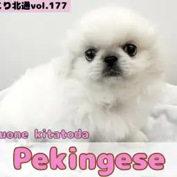 【 ほっこり北通vol.177 】戸田市に小さなライオン入店!ペキニーズの女の子