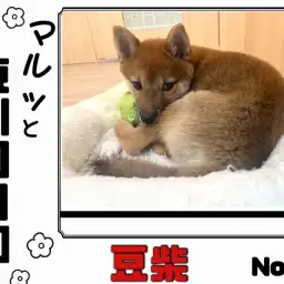 【 マルっと東川口日和No.23 】可愛い仕草と人懐っこさに注目の豆柴ちゃん!