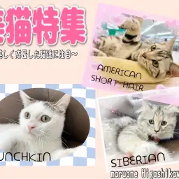 【 にゃんこ特集 】可愛いから美しいに変化を遂げたにゃんこをご紹介！