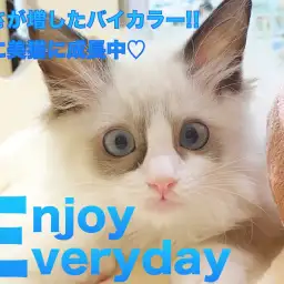 【 ラグドール 】濃さが増したバイカラーで更に美猫に成長中!!