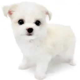 MIX（マルチーズ×チワワ）