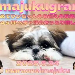 【 シーズー 】生後4ヶ月の癒し系！アピール上手な温厚ガールの最新情報をお届け！