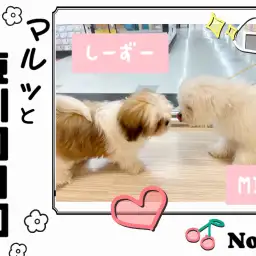 【 マルっと東川口日和No.36 】ワンコ同士の社会性トレーニング