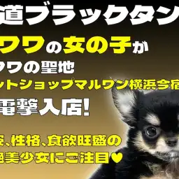 【 チワワ 】王道ブラックタンの甘えん坊な女の子がチワワの聖地に電撃入店！