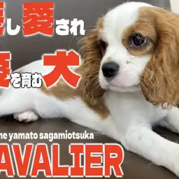 【 キャバリア 】大和市から発信!抱っこが大好き!愛し愛され愛を育む最高の愛犬に