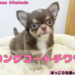 【 ほっこり北通vol.170 】小さめチワワ入店！！