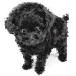 トイ・プードル