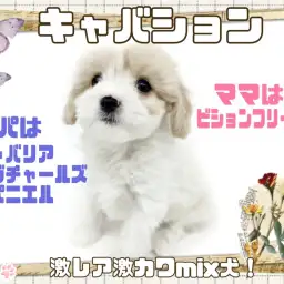 【 キャバション 】キャバリア×ビション！抜群の可愛さはまさに縫いぐるみ！