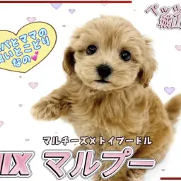 【 MIX 】「会いに来ないと後悔します」と言いたくなる可愛いマルプーです!
