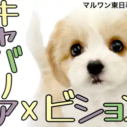 【 キャバション 】争奪戦必至！プレミアムフェイスのプリンセスが東京都に降臨！