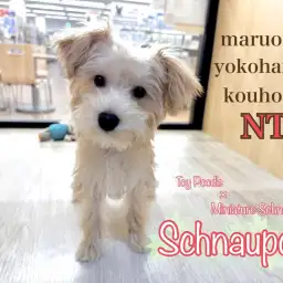 【シュナプー（MIX犬）】生後108日の成長記録と梅雨時期の熱中症対策