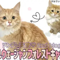 【 ノルウェージャンフォレストキャット 】猫好きさん必見!ツンデレ美猫ノルちゃん