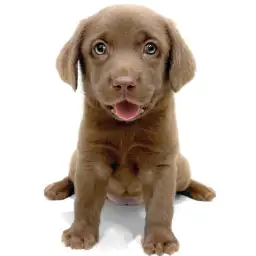 ラブラドールレトリバー