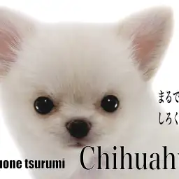 【 チワワ 】まるでしろくまさん!小さめボディのクリームカラーの男の子!!