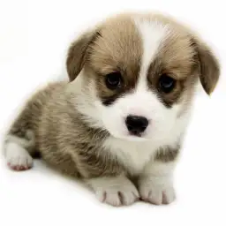 ウェルシュコーギーペンブローク