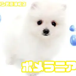 【 ポメラニアン 】毛量たっぷり！たぬき顔が可愛いクリームカラーの男の子