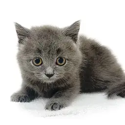 ブリティッシュショートヘア