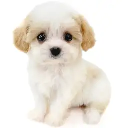 MIX（キャバリアキングチャールズスパニエル×ビションフリーゼ）