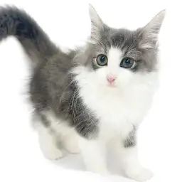 ノルウェージャンフォレストキャット