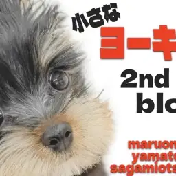 【 ヨークシャーテリア 】魅力のアップデートが止まらず！愛され顔の小さなヨーキー