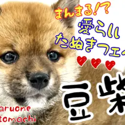 【 豆柴 】赤毛の豆柴ちゃんはたぬき顔！横浜元町店に堂々の登場♪