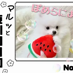 【 マルっと東川口日和No.21 】ブラッシング楽々!片手に収まるポメラニアン