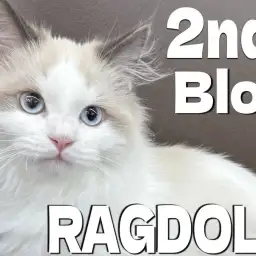 【 ラグドール 】愛されラグドールの日々育つ魅力と可愛らしさをまるごとお届け！