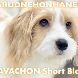 【 MIX 】どこでも触らせてくれる天才ガール！お手入れ優等生のキャバションちゃん