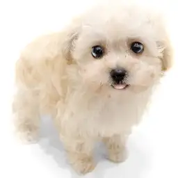 MIX（マルチーズ×トイプードル）