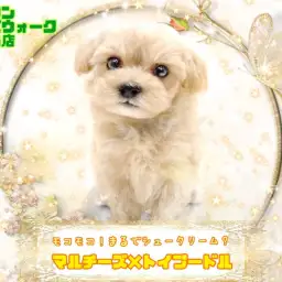 【 MIX 】大人気すぎる！マルプーちゃんをご紹介しちゃいます！