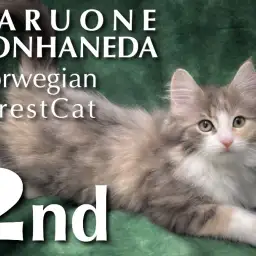 【 ノルウェージャンフォレストキャット 】生後三ヶ月の北欧生まれの美猫の魅力に迫る！