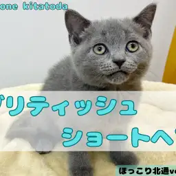 【 ほっこり北通vol.173 】穏やか甘えんboy!艶めくブルーカラーは魅力的