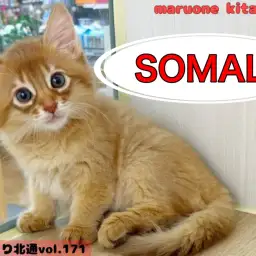 【 ほっこり北通vol.171 】凛々しさと愛嬌を兼ね備えた最強にゃんこ!