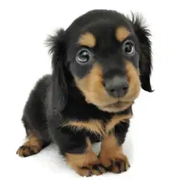 カニンヘン・ダックスフント