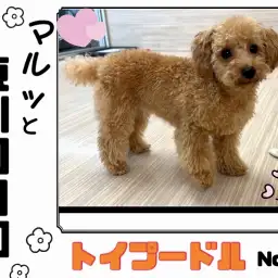 【マルっと東川口日和 No.20】完璧わんこ!遊び上手なトイプーちゃん!