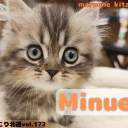 【 ほっこり北通vol.172 】愛嬌120%越え!おっとり癒し系ミヌエット!