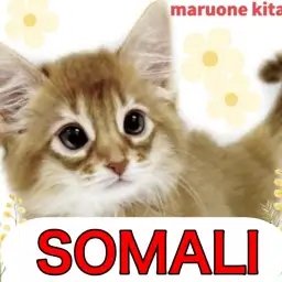 【 ソマリ 】才色兼備で魅力満載な小さな天使!ソマリの女の子入店!