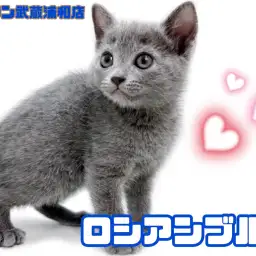 【 ロシアンブルー 】 最高にオシャレなブルー！美しさ際立つ気品あふれる女の子