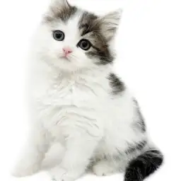 ノルウェージャンフォレストキャット