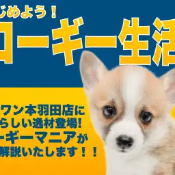 【 コーギー 】毎日が食パンまつり！この体型・この性格は控えめに言って最高です！