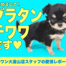 【 チワワ 】王道&レベチ!国宝級の可愛さを持つチワワちゃん!