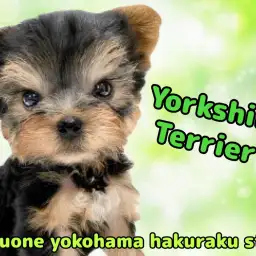 【 ヨークシャーテリア 】クールな見た目の裏に隠れた愛らしさ！